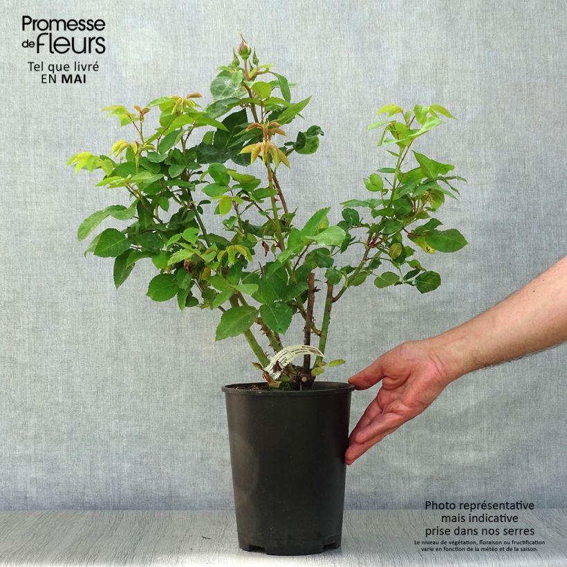 Exemplar von Rosa Marc Chagall - Edelrose Topf mit 3L/4L wie im Frühjahr geliefert