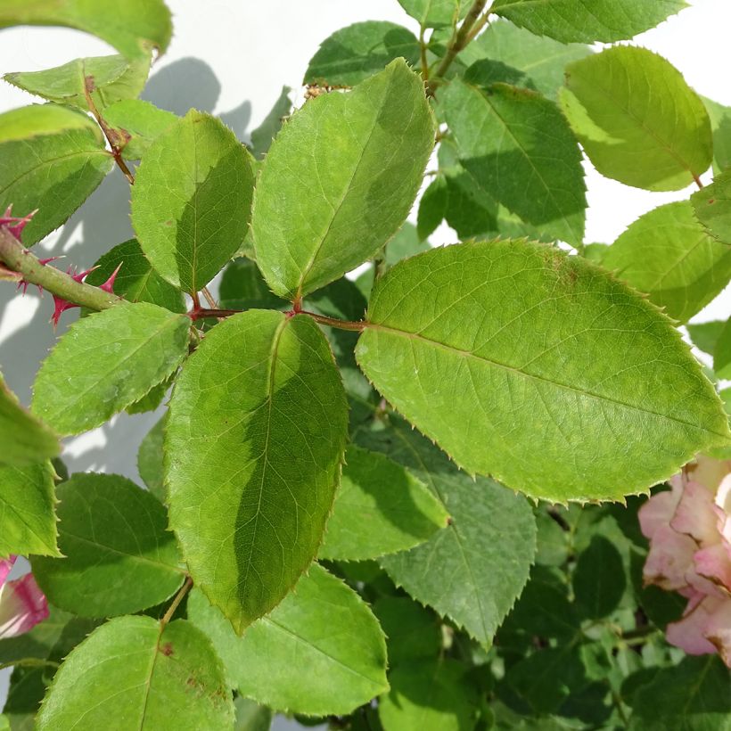 Rosa Marc Chagall - Edelrose (Foliage)