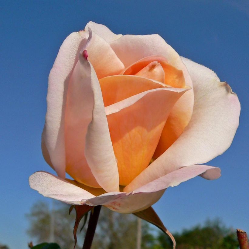 Rosa Michele Meilland - Edelrose (Flowering)