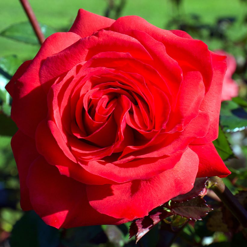 Rosa Mister Lincoln - Edelrose (Flowering)