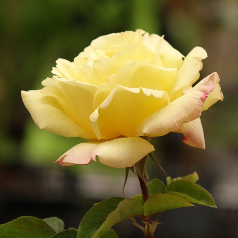Rosa Mme A. Meilland - Edelrose (Flowering)