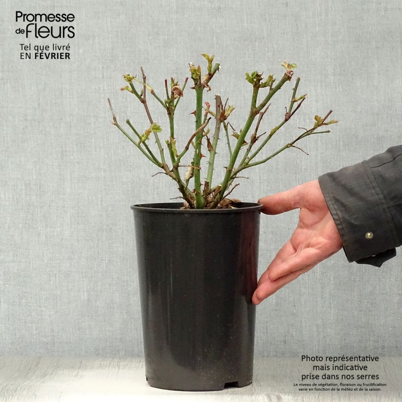 Exemplar von Rosa Mme A. Meilland - Edelrose Topf mit 4L/5L wie im Winter geliefert