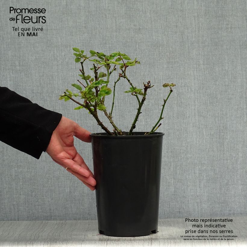 Exemplar von Rosa Mme A. Meilland - Edelrose Topf mit 4L/5L wie im Frühjahr geliefert