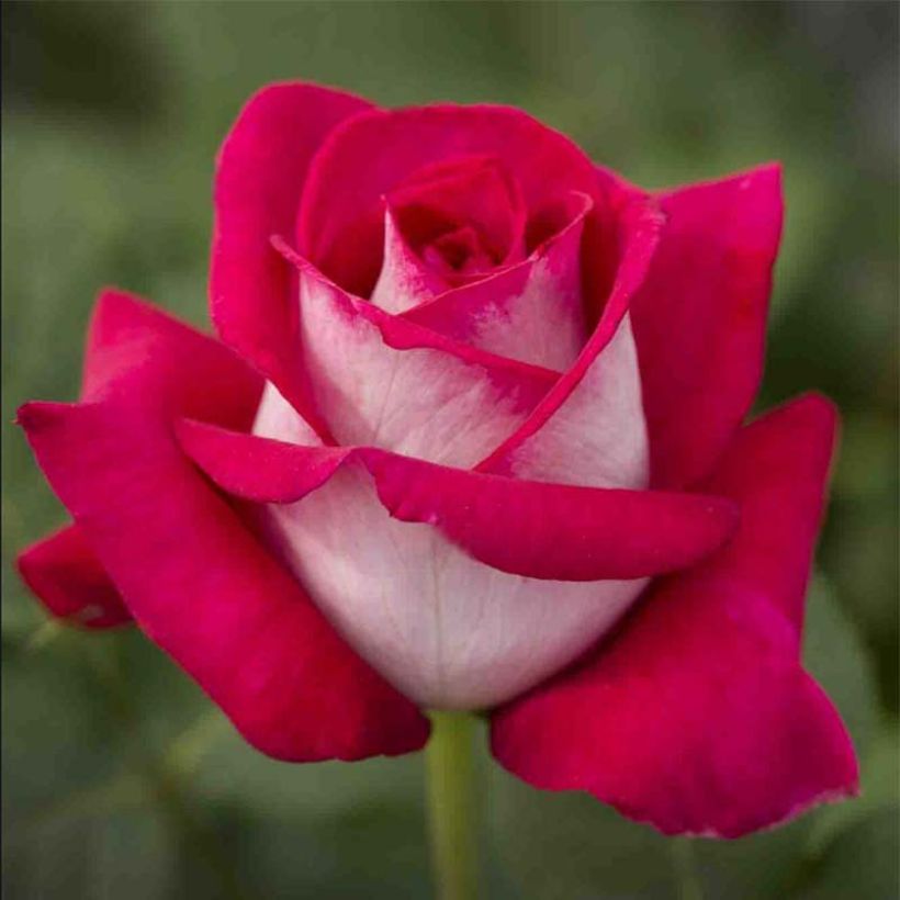 Rosa Monica Bellucci - Edelrose (Flowering)
