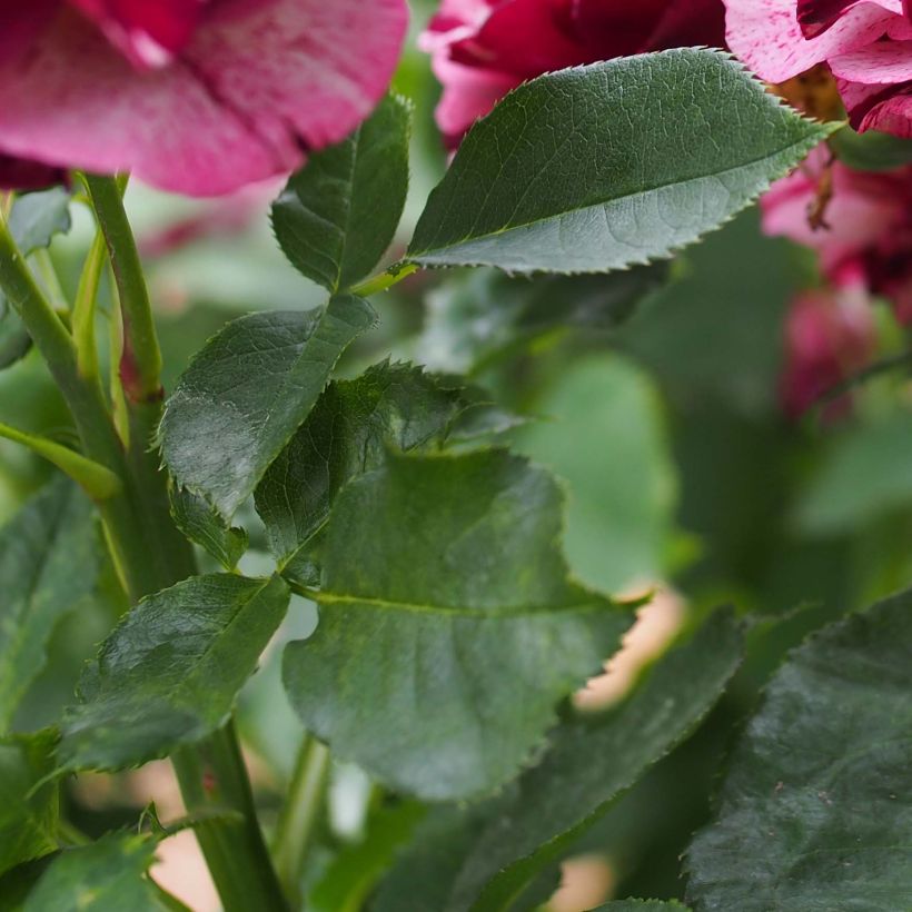 Rosa New Imagine - Edelrose (Foliage)