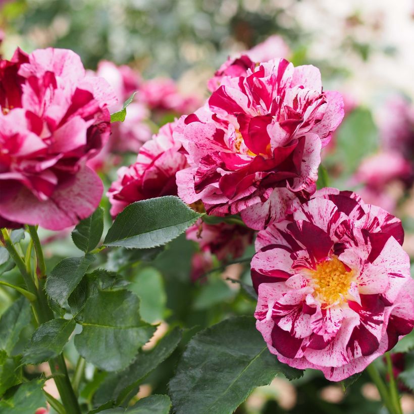 Rosa New Imagine - Edelrose (Flowering)