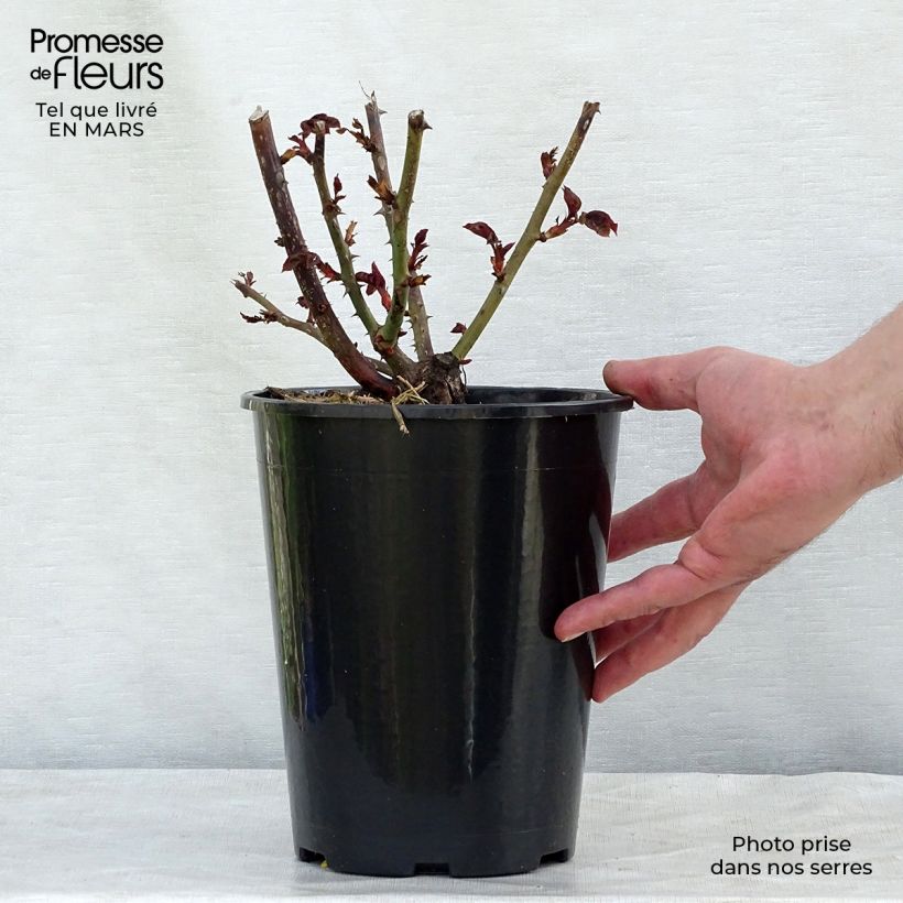 Exemplar von Rosa Nostalgie - Edelrose Topf mit 4L/5L wie im Frühjahr geliefert