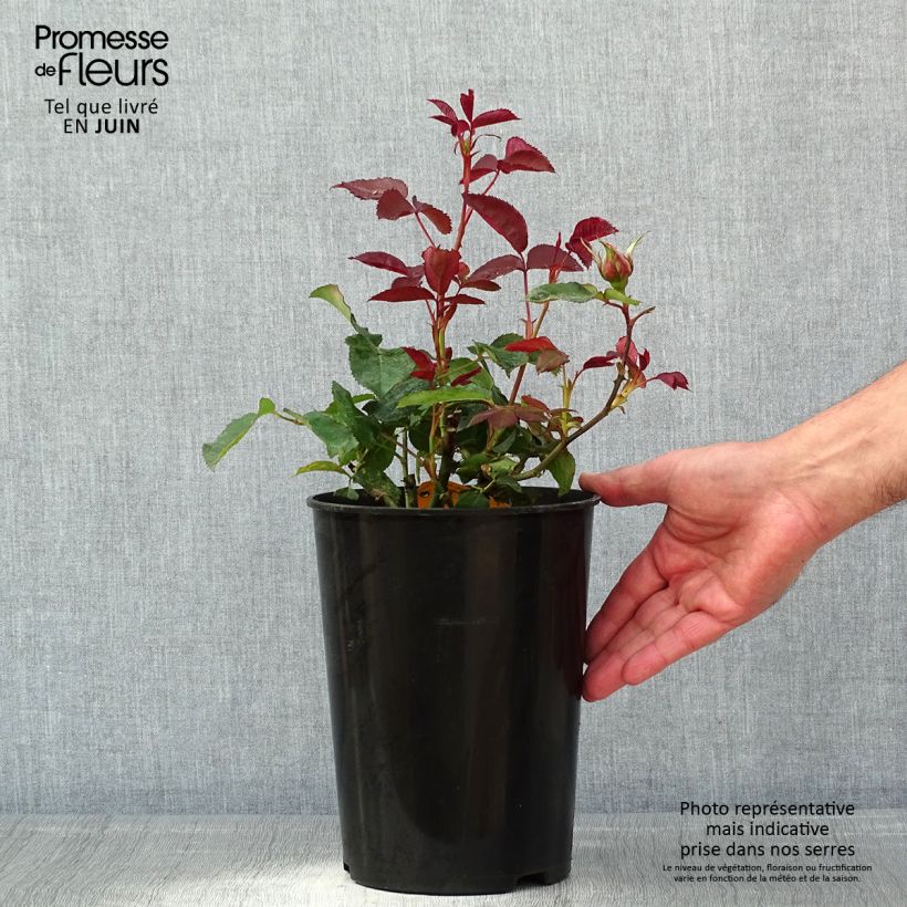 Exemplar von Rosa Nuage Parfumé - Edelrose Topf mit 3L/4L wie im Frühjahr geliefert