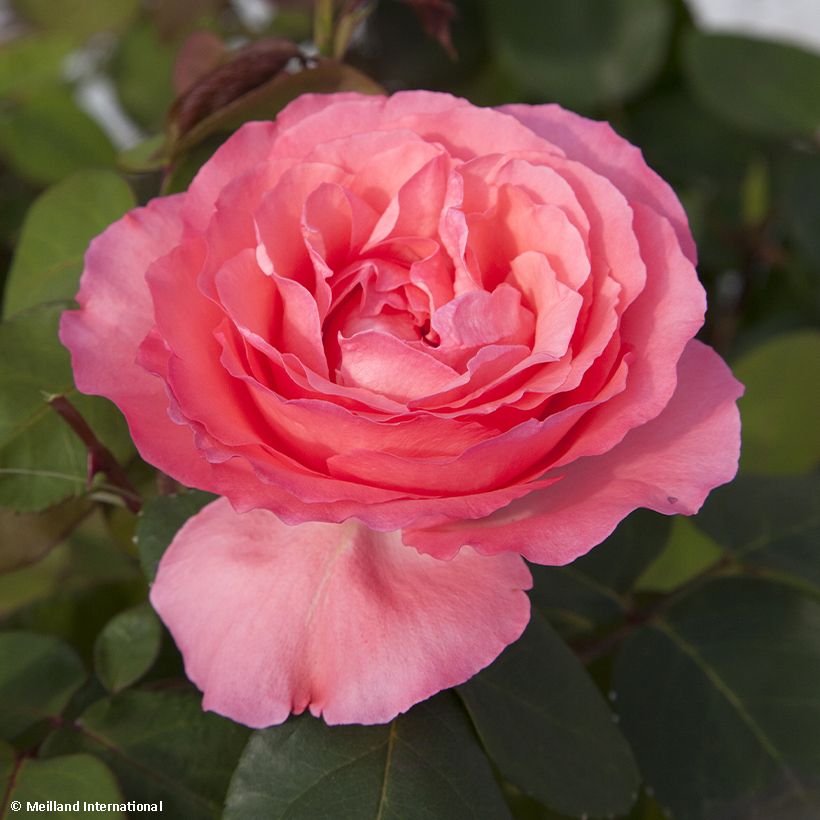 Rosa Panthere Rose - Edelrose (Flowering)