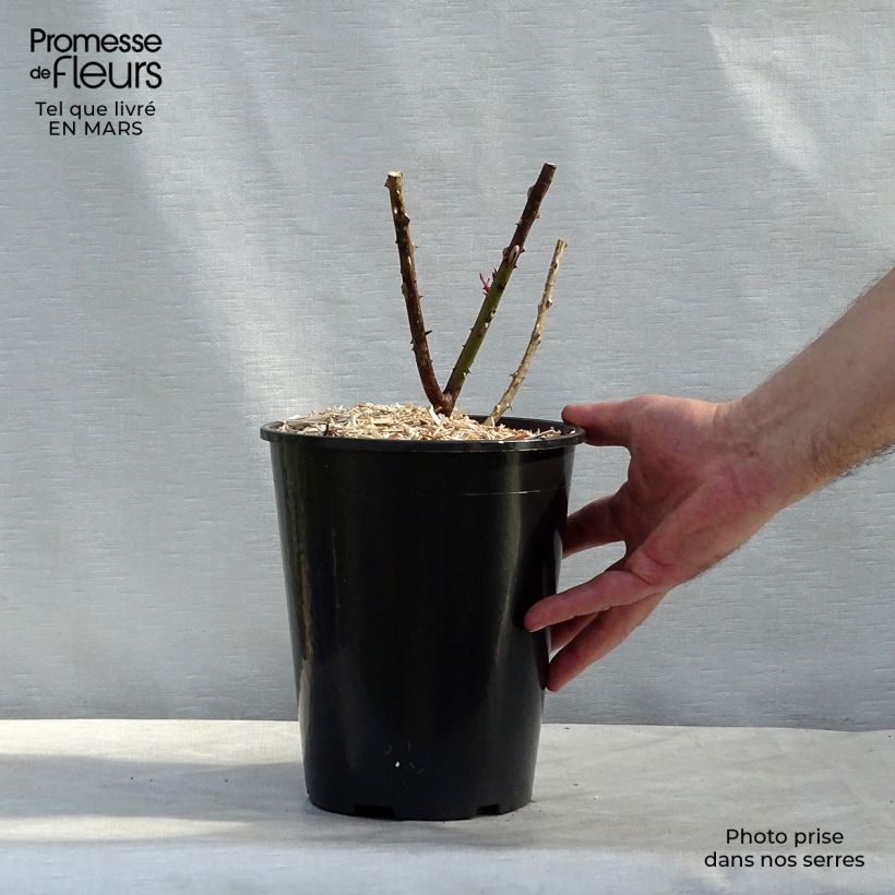 Exemplar von Rosa Papa Meilland - Edelrose Topf mit 4L/5L wie im Frühjahr geliefert