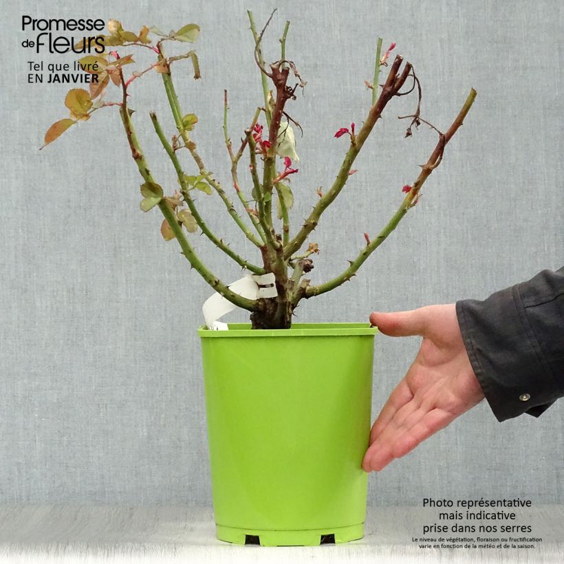 Exemplar von Rosa Pape Jean-Paul II - Edelrose Topf mit 4L/5L wie im Winter geliefert