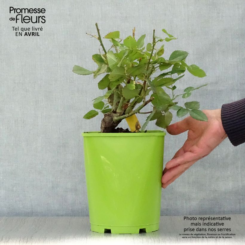 Exemplar von Rosa Pape Jean-Paul II - Edelrose Topf mit 4L/5L wie im Frühjahr geliefert