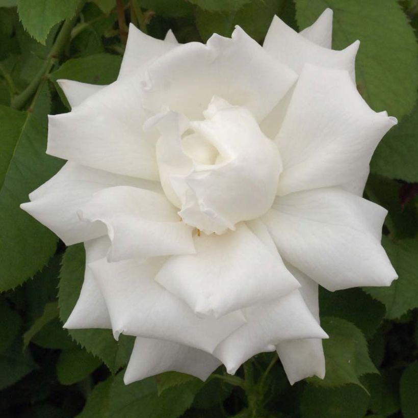Rosa Pape Jean-Paul II - Edelrose (Flowering)