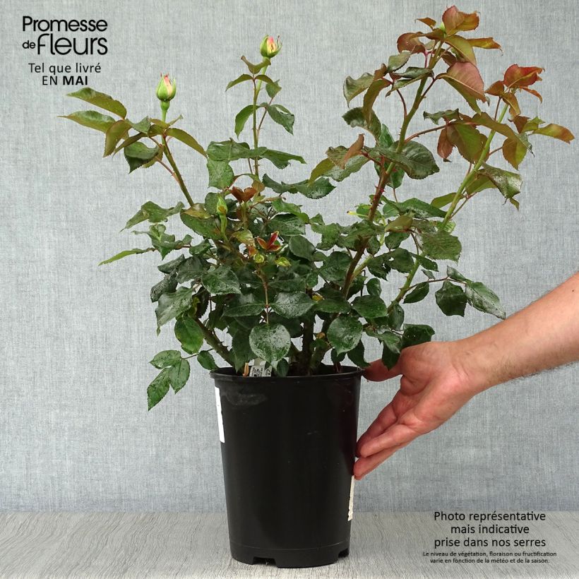 Exemplar von Rosa Parfum Royal - Edelrose Topf mit 4L/5L wie im Frühjahr geliefert