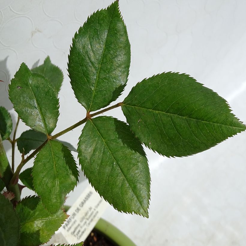 Rosa Parfum de Grasse - Edelrose (Foliage)