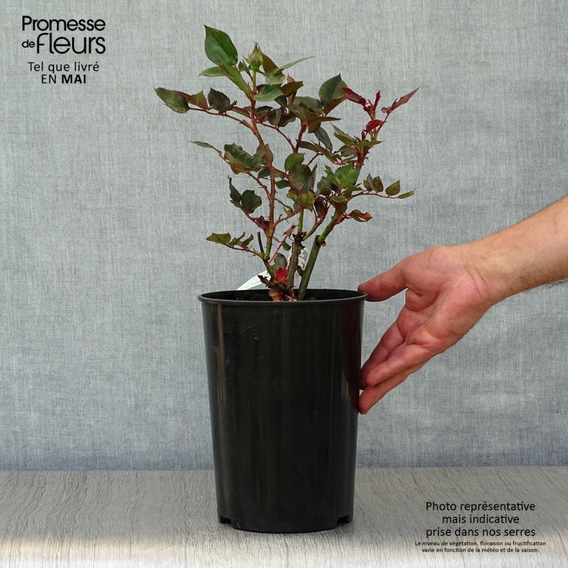 Exemplar von Rosa Parfum de Grasse - Edelrose Topf mit 4L/5L wie im Frühjahr geliefert