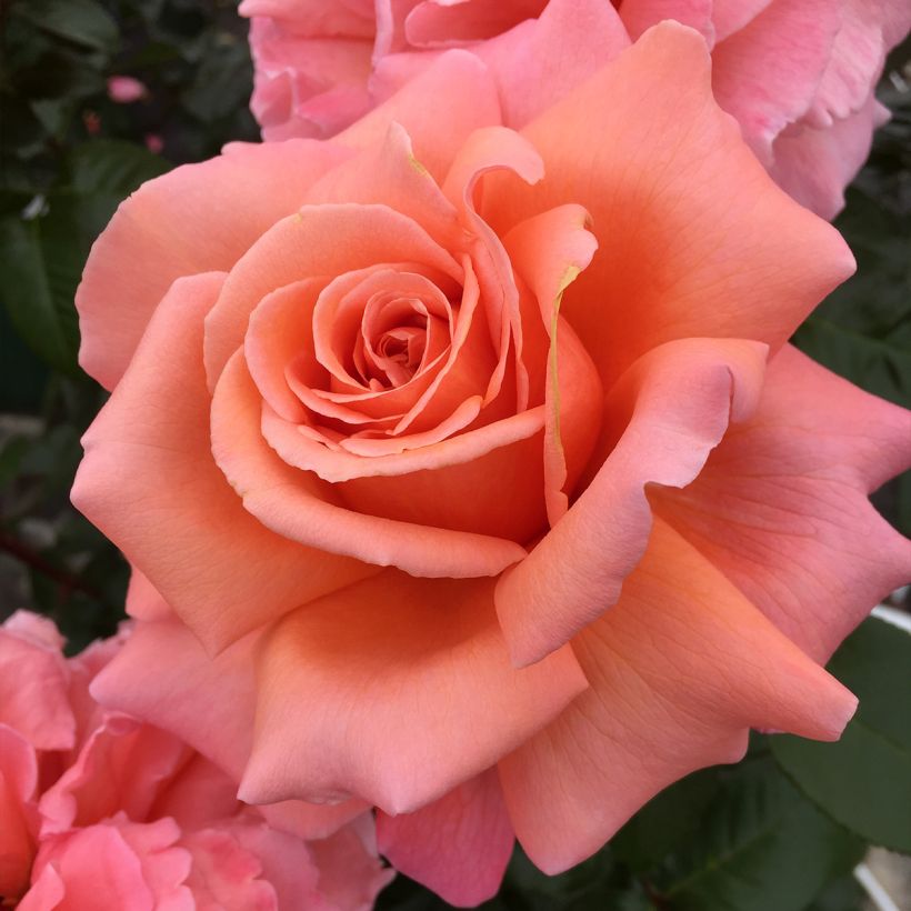 Rosa Parfum de Loire - Edelrose (Flowering)