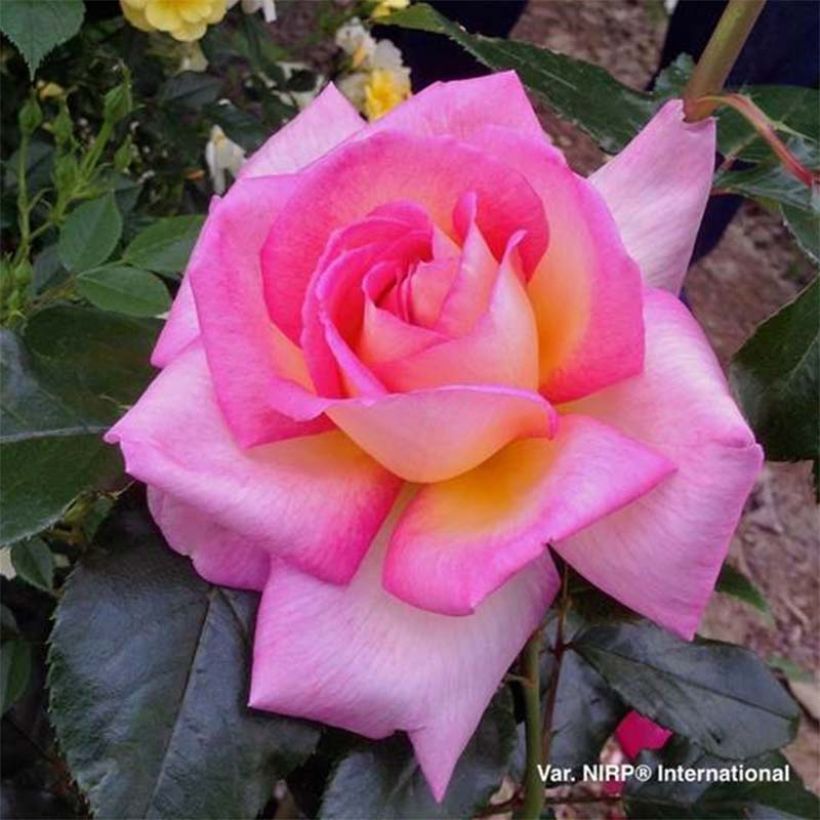 Rosa Parfum de Nantes - Edelrose (Flowering)