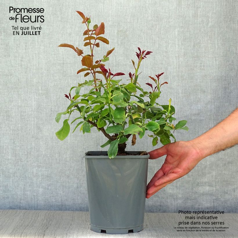 Example of Rosa Paris d'Yves Saint-Laurent - Edelrose Topf mit 4L/5L as you get in ete