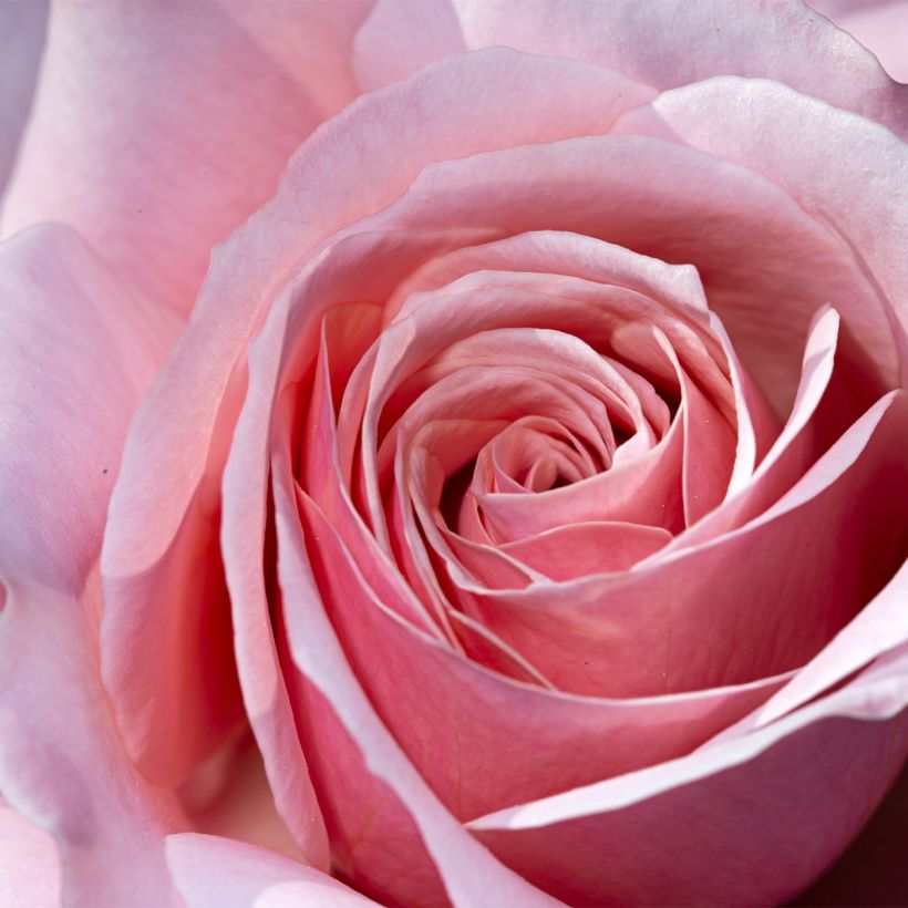 Rosa Pierre de Luxembourg - Edelrose (Flowering)
