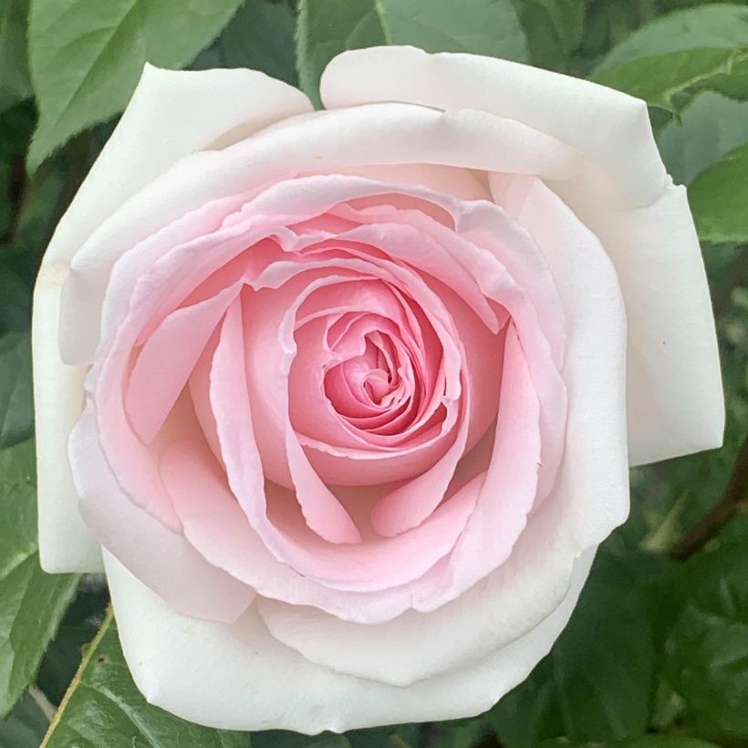 Rosa Prince Jardinier - Edelrose (Blüte)