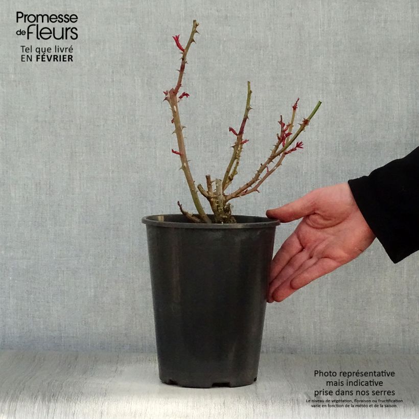 Exemplar von Rosa Princesse Alexandra Renaissance - Edelrose Topf mit 4L/5L wie im Winter geliefert