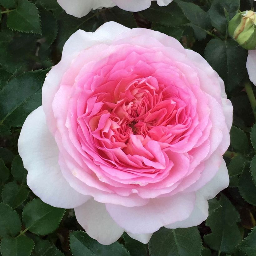 Rosa Ragazza Adalekov - Edelrose (Flowering)