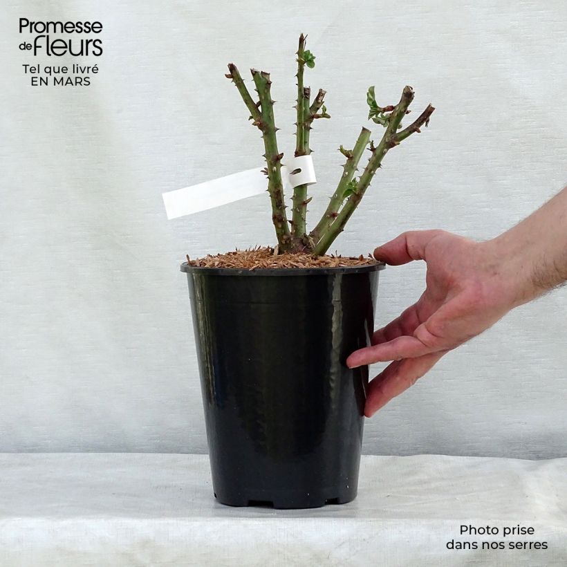 Exemplar von Rosa Remember - Edelrose Topf mit 4L/5L wie im Winter geliefert