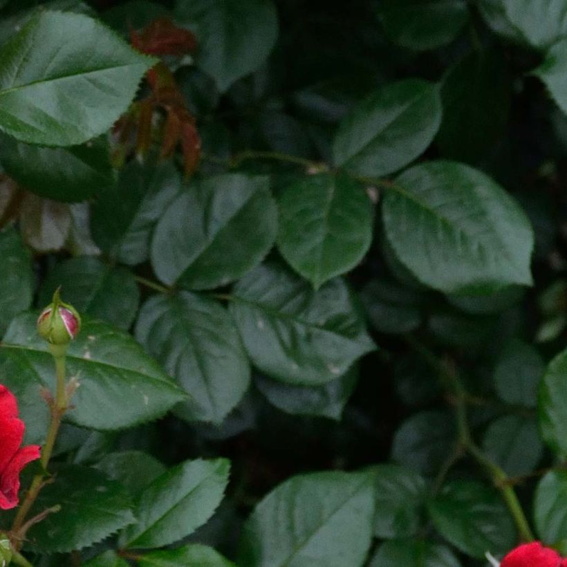 Rosa République de Montmartre - Edelrose (Foliage)