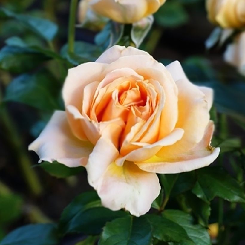 Rosa Anahe - Moderne Hybrid-Teerose (Flowering)