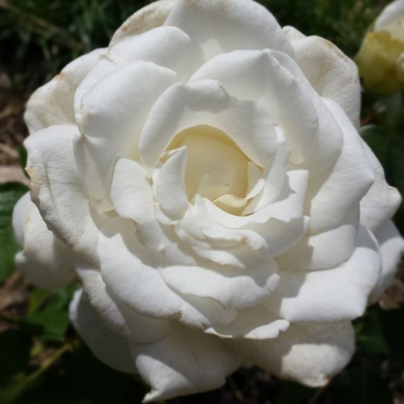 Rosa Anne de Kiev - Moderne Teehybride (Flowering)