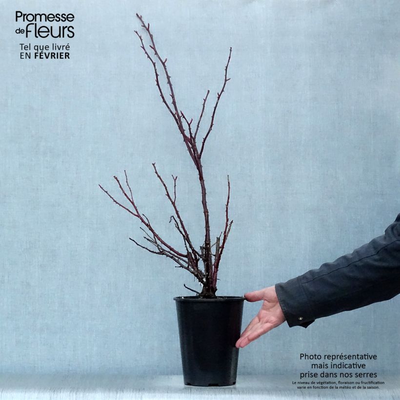 Exemplar von Rosa Rose Clos Vougeot - Edelrose Topf mit 4L/5L wie im Winter geliefert