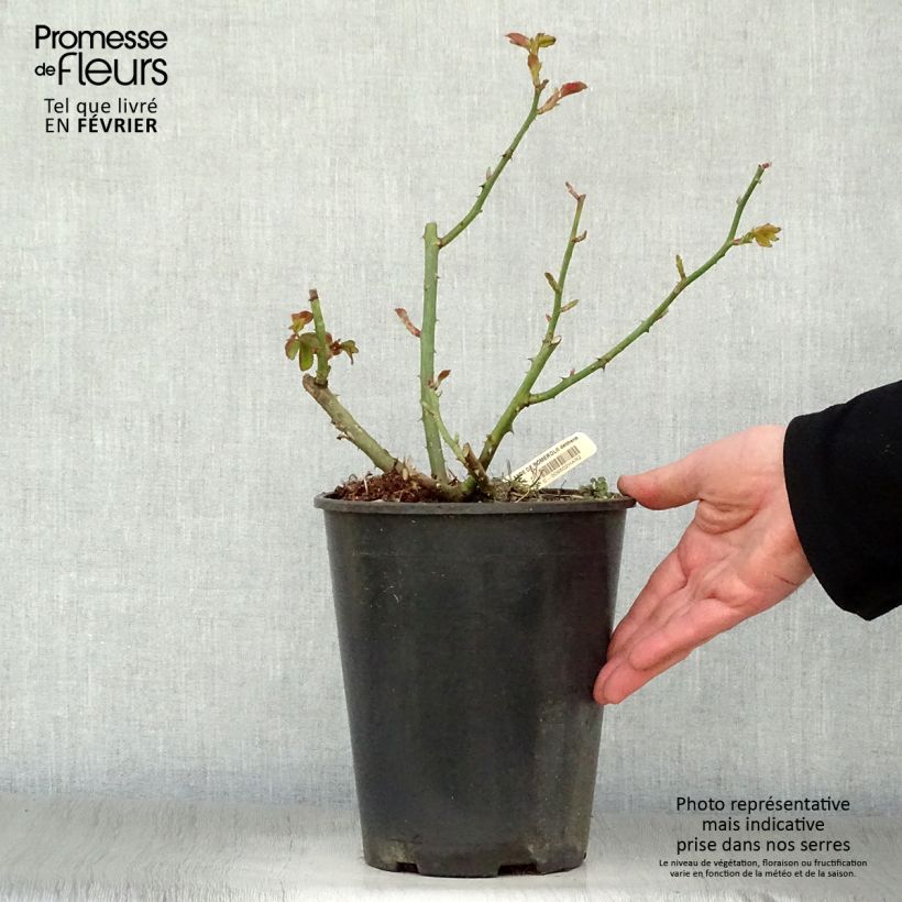 Exemplar von Rosa Rose Lalande de Pomerol - Edelrose Topf mit 3L/4L wie im Winter geliefert