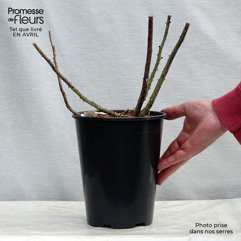 Exemplar von Rosa Rose Lalande de Pomerol - Edelrose Topf mit 3L/4L wie im Frühjahr geliefert