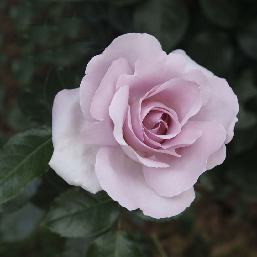 Rosa Rose Synactif by Shiseido - Edelrose (Flowering)