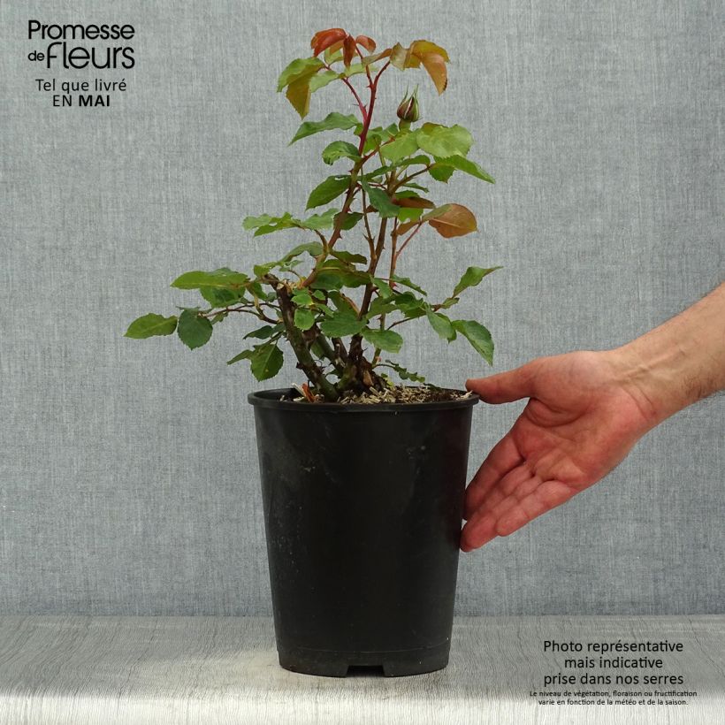 Exemplar von Rosa Ruban Rouge - Edelrose Topf mit 4L/5L wie im Frühjahr geliefert