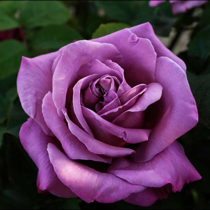 Rosa Sissi - Edelrose (Flowering)