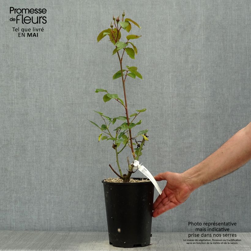 Example of Rosa Sissi - Edelrose Topf mit 4L/5L as you get in printemps