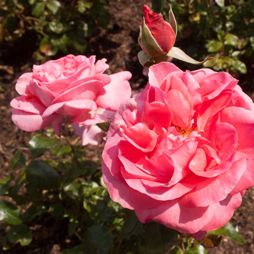 Rosa Special Anniversary - Edelrose (Flowering)