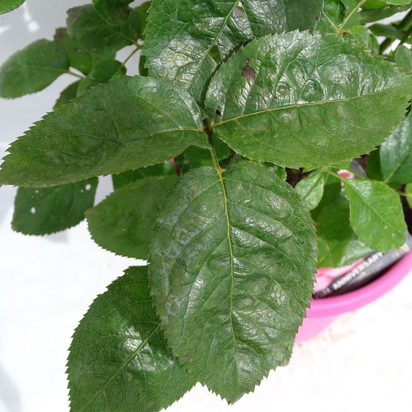 Rosa Special Anniversary - Edelrose (Foliage)