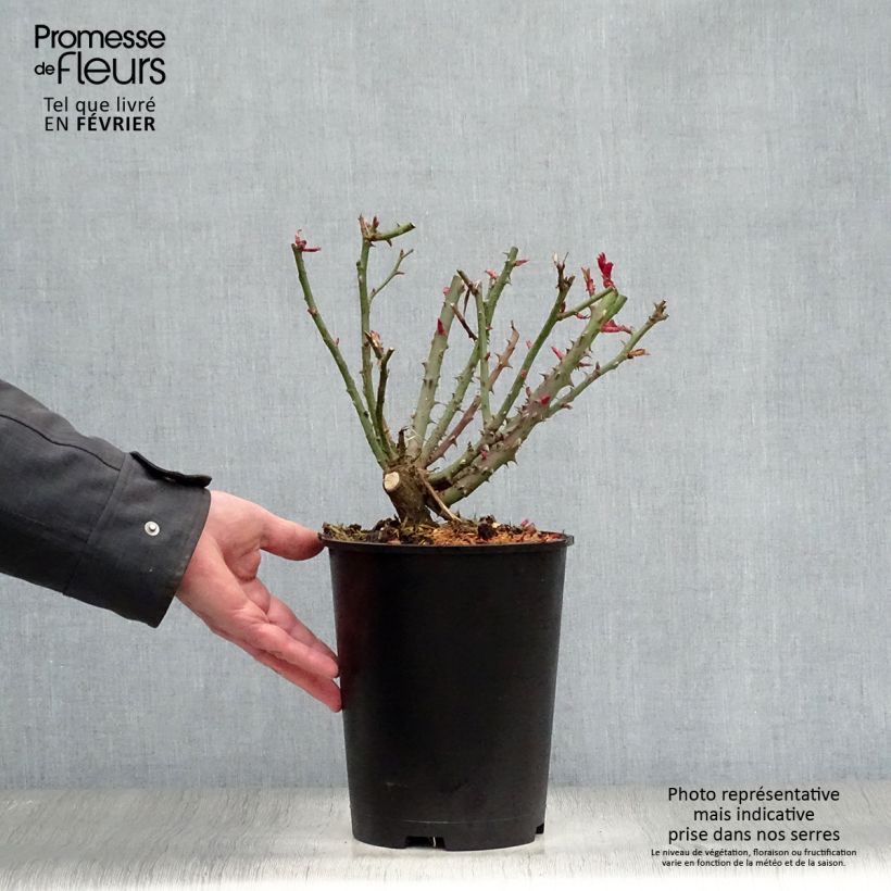 Exemplar von Rosa Special Anniversary - Edelrose Topf mit 4L/5L wie im Winter geliefert