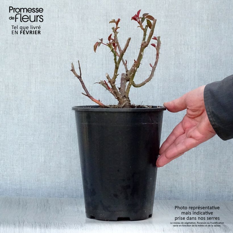 Exemplar von Rosa Sunny Sky - Edelrose Topf mit 4L/5L wie im Winter geliefert