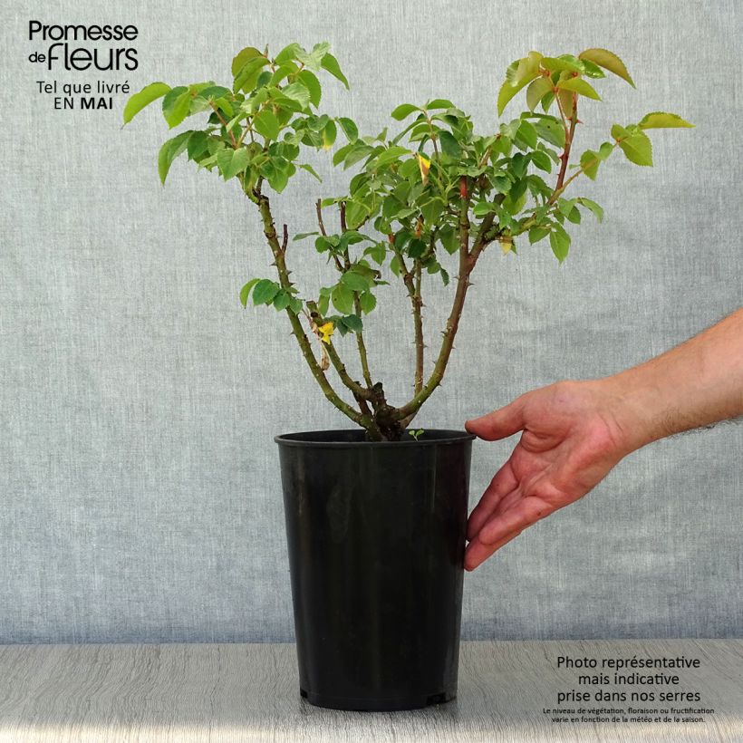 Exemplar von Rosa Sunny Sky - Edelrose Topf mit 4L/5L wie im Frühjahr geliefert