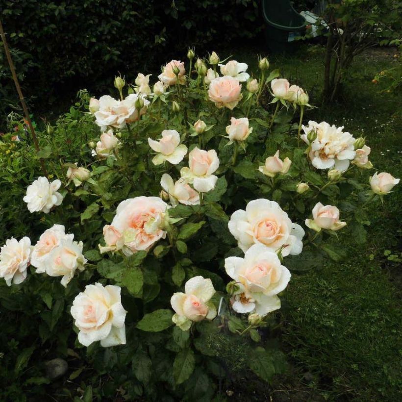 Rosa Sweet Love - Edelrose (Flowering)