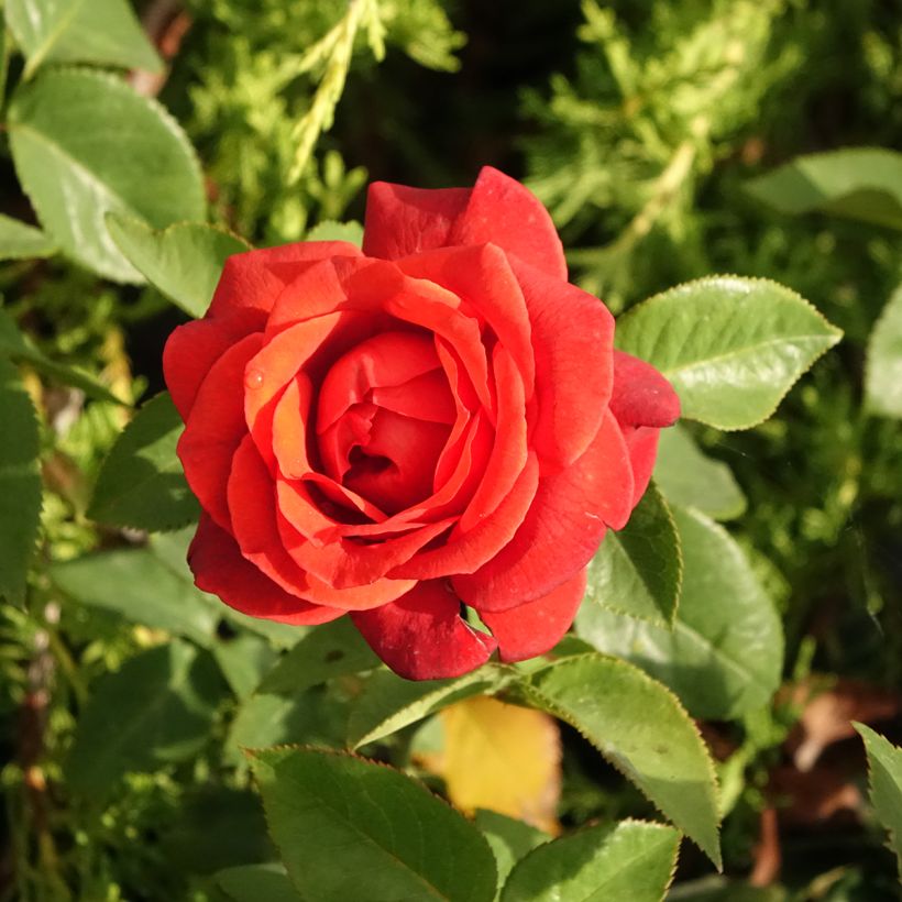 Rosa Terra Botanica - Edelrose (Flowering)