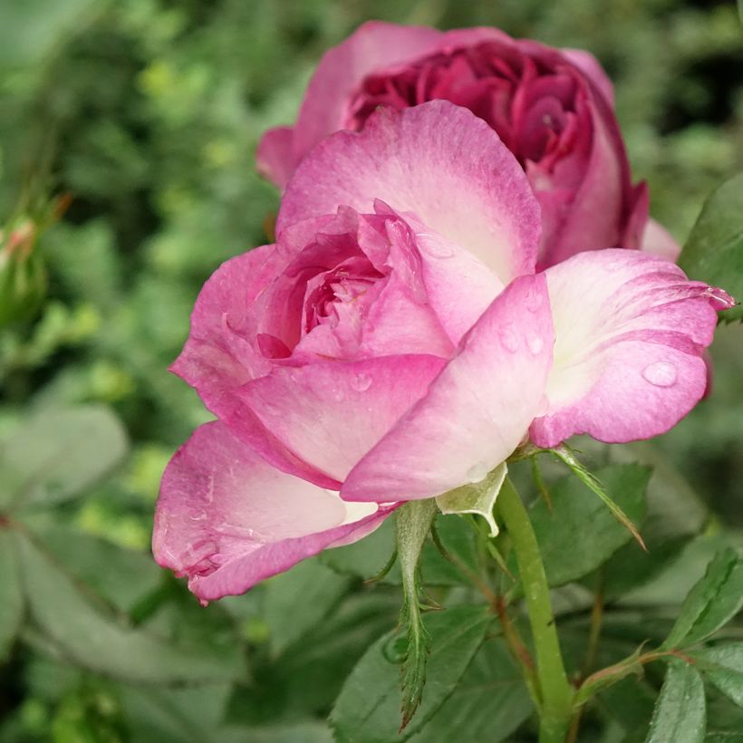Rosa Thierry Marx - Edelrose (Blüte)