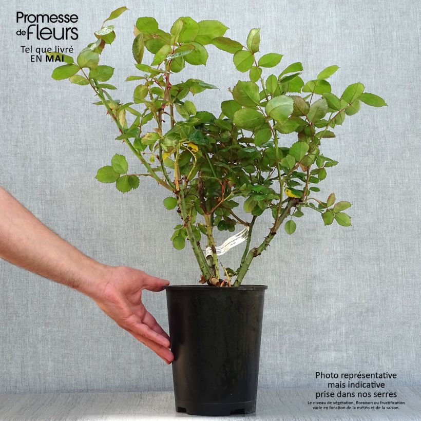 Exemplar von Rosa Thierry Marx - Edelrose Topf mit 4L/5L wie im Frühjahr geliefert