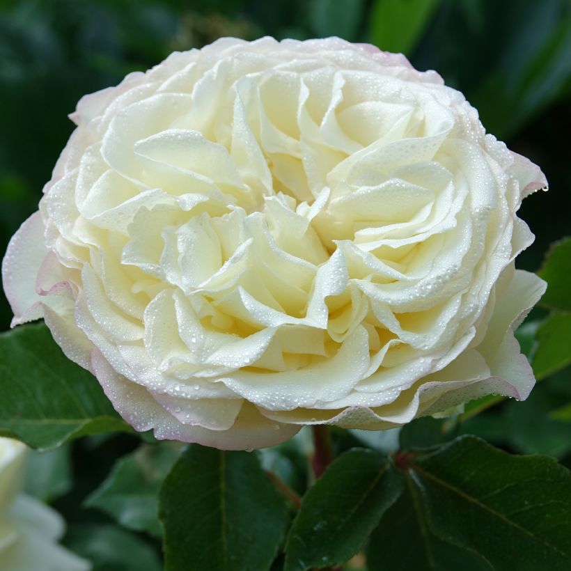 Rosa Tobago Odore - Edelrose (Flowering)