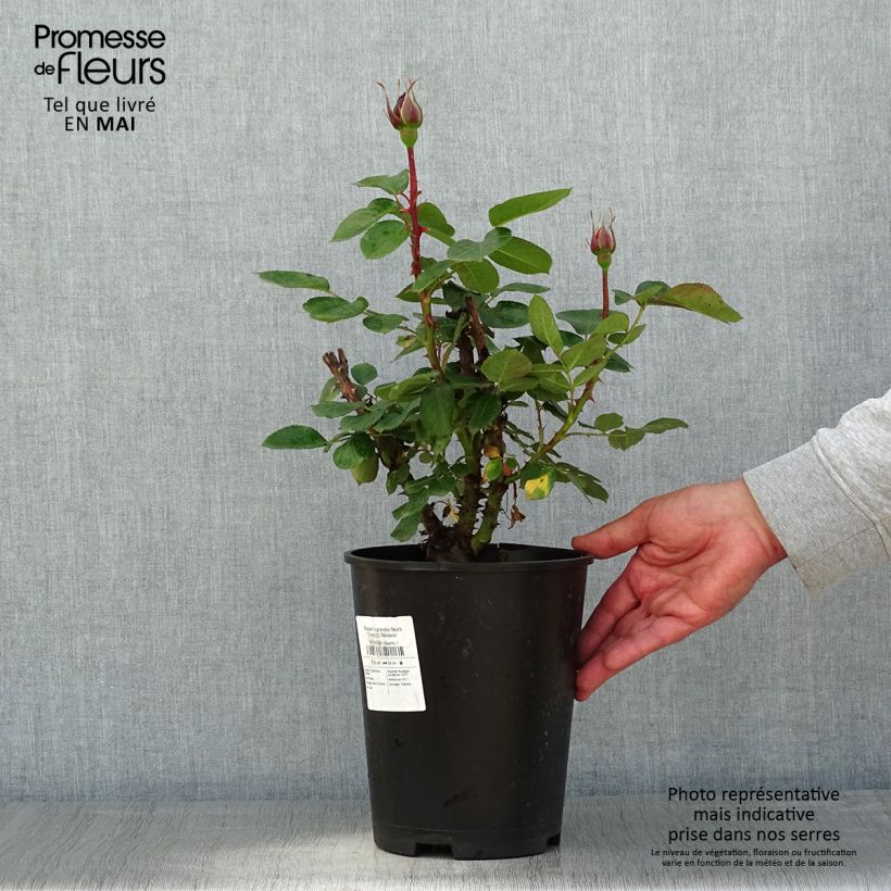 Exemplar von Rosa Traviata - Edelrose Topf mit 4L/5L wie im Frühjahr geliefert