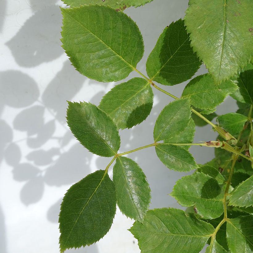 Rosa Violette Parfumée - Edelrose (Foliage)